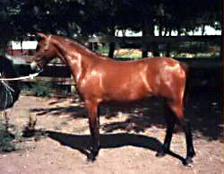 Bristol Gypsy Rose posed in-hand as a yearling