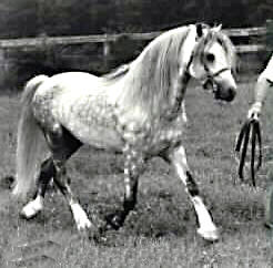 Lithgow Houdini being trotted in-hand showing his full off-side profile from the front quarter