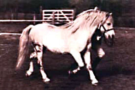 Lithgow Houdini trotting in-hand showing his full off-side profile from front quarter